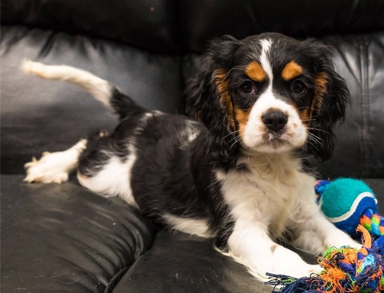 antic Cavalier King Charles Puppies. Image eClassifieds4u