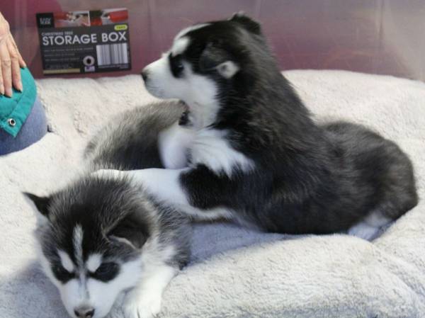 C.K.C MALE AND FEMALE SIBERIAN HUSKY PUPPIES AVAILABLE Image eClassifieds4u