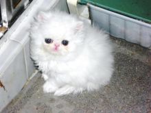 Beautiful Persian Kittens Image eClassifieds4u 2