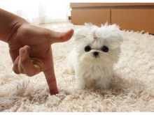 TWO HEALTHY C.K.C MALTESE PUPPIES NOW READY FOR ADOPTION Image eClassifieds4u 3