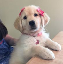 well trained Image eClassifieds4u 1