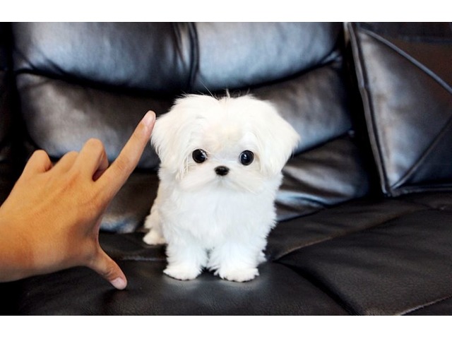 Two Healthy C.K.C Maltese Puppies Now Ready For Adoption Image eClassifieds4u