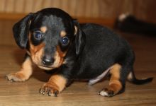 Adorable Dachshund Puppies.