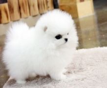 Adorable male and female Pomeranian puppies.