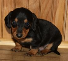 Standard Dachshund male and Female puppies