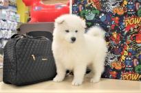 Adorable male and female Samoyed puppies available