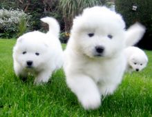 Adorable male and female Samoyed puppies available