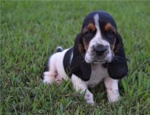 Amazing Male and female Basset Hound puppies.