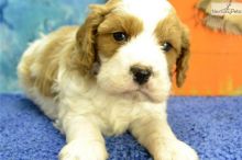 Amazing male and female Cavapoo puppies available