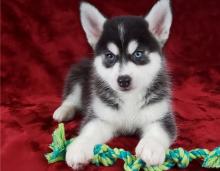Amazing male and female Pomsky Puppies Available