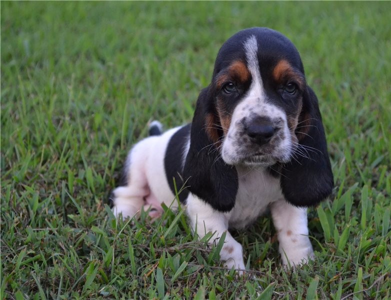 Amazing Male and female Basset Hound puppies. Image eClassifieds4u