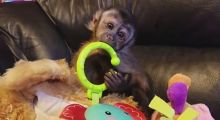 Adorable capuchin monkeys for xmas Image eClassifieds4U