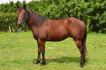 6YEAR OLD QUARTER HORSE 917 908-1651