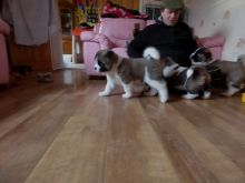 Akc registered Siberian Husky puppies