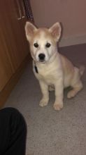 Cute Akita Puppies Available