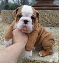 Gorgeous English Bulldog puppies available
