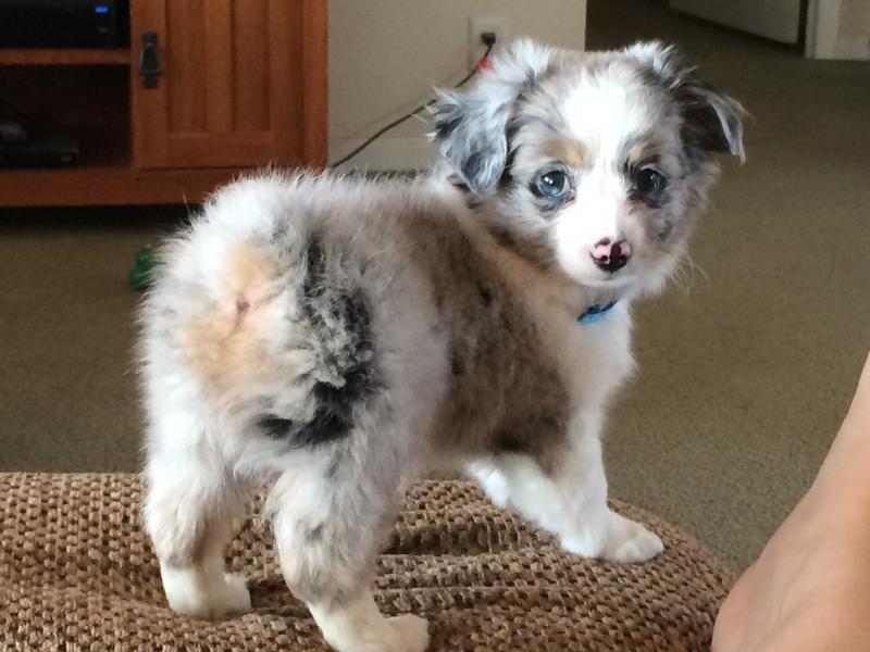 Australian Shepherd for adoption 917 908-1651 Image eClassifieds4u
