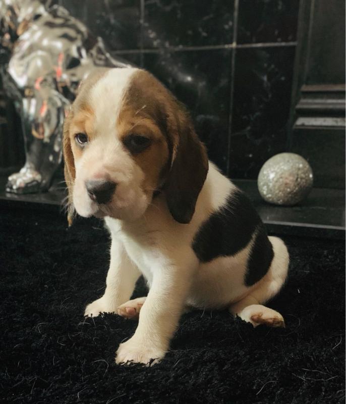 Beautiful Beagle Pups Available Image eClassifieds4u