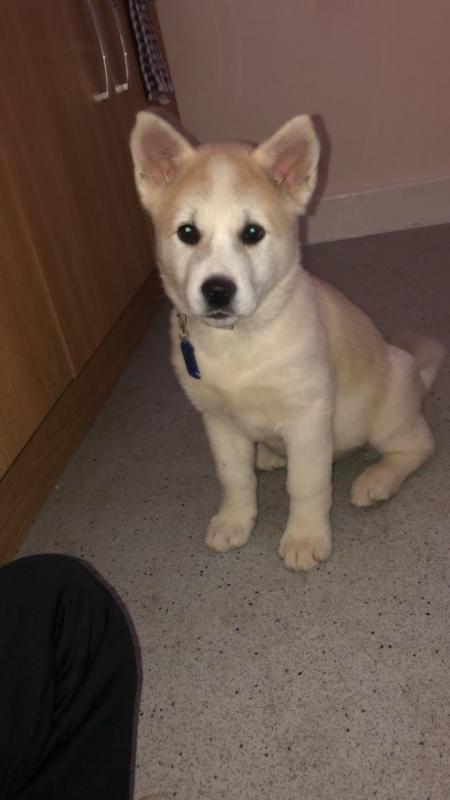 Cute Akita Puppies Available Image eClassifieds4u