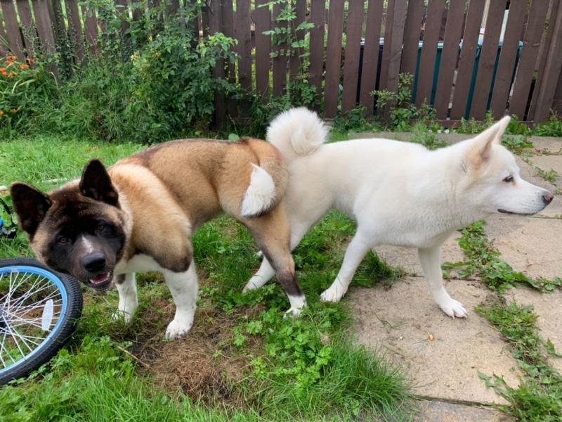 Cute Akita Puppies Available Image eClassifieds4u