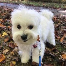 Adorable Maltese puppies 9179081651 Image eClassifieds4u 2