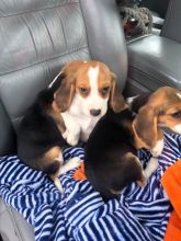 Beautiful Beagle Pups Available Image eClassifieds4u 2