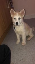 Cute Akita Puppies Available Image eClassifieds4u 1