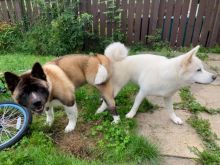 Cute Akita Puppies Available Image eClassifieds4u 2