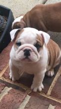 Gorgeous English Bulldog puppies available Image eClassifieds4u 2