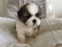 Kelowna Shih Tzu Dogs Puppies For Sale Classifieds At