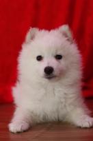 Awesome White Pomeranian Puppies Image eClassifieds4u