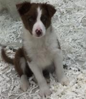 CUTE BLONDE & WHITE & BLACK & WHITE COLLIE PUPPIES