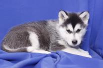 Beautifull Akaskan Malamute puppies