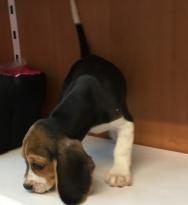 charming beagle puppies for adoption