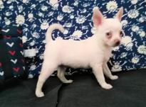Cute and Adorable Chihuahua puppies Available