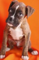 Healthy Cute Boxer Puppies for A Good Home