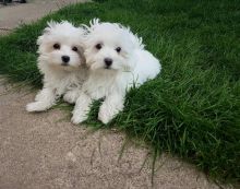 Quality Registered Quality Registered Maltese puppies puppies Available