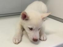 Sweet adorable Siberian Husky Puppies