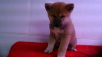 Sweet akita puppies for adoption