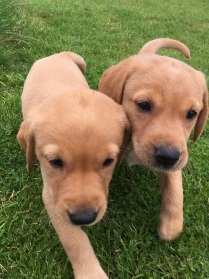 Cute Two Labrador Puppies Image eClassifieds4u
