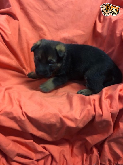 German Shepard Puppies Available Image eClassifieds4u