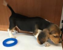 charming beagle puppies for adoption Image eClassifieds4u 2
