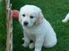 Adorable Golden Retriever Puppies