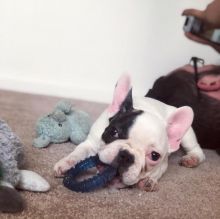 French Bulldog Puppies for Adoption