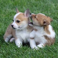 Pembroke Welsh Corgi Puppies Needing new Home