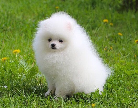 Charming Ckc Pomeranian Puppies For Adoption Image eClassifieds4u