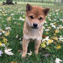 Cute Shiba Inu Puppies Seeking A New And Forever Home. Image eClassifieds4U