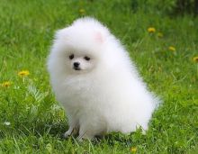 Charming Ckc Pomeranian Puppies For Adoption Image eClassifieds4U