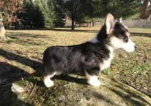 Beautiful Corgi Puppies male and female puppies for adoption