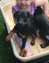 Beautiful Doberman Puppies male and female puppies for adoption
